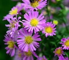 Polen alerjisi alarmı! Tedavi edilmeyen hastalık astımı tetikliyor