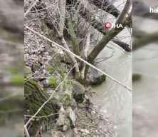 Tunceli'de kedi ile su samurunun neşeli saklamba&ccedil; oyunu kameraya yansıdı