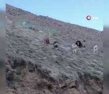 Yer: Hakkari! &Ccedil;oban k&ouml;pekleri ayıları kovaladı: İlgin&ccedil; anlar anbean kamerada