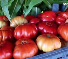 Akaryakıt zammı mutfağa vurdu: Sebze fiyatlarında sert artış