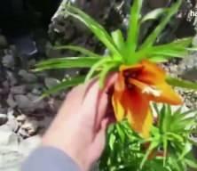 Bu laleleri g&ouml;zleri gibi koruyorlar