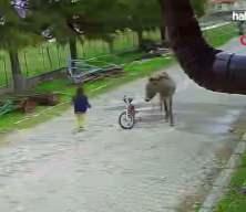 Evinin bah&ccedil;esinde oynayan k&uuml;&ccedil;&uuml;k kıza eşek saldırdı, ağabeyi sopayla kurtardı