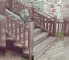 Ka&ccedil;ak maymun Denizli turuna &ccedil;ıktı