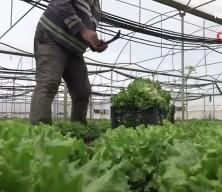 Tarlada ortalama 15 TL olan marul tezgahlarda 100 TL'ye satılıyor