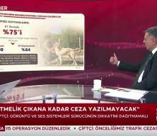 T&uuml;rkiye genelinde sokak hayvanlarının y&uuml;zde 75'i toplandı