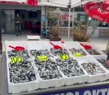 Zonguldak'ta tezgahlarda istavrit bolluğu: Kilosu 100 liradan satılıyor