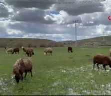 Ağrı&rsquo;da 120 bin tl maaşla &ccedil;oban aranıyo