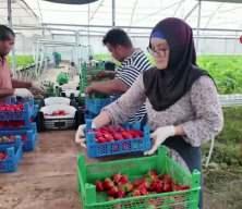 Almanya'da &ouml;ğrendi T&uuml;rkiye'de topraksız &uuml;retiyor