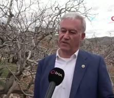 Antep fıstığında kuraklık endişesi ge&ccedil;ti