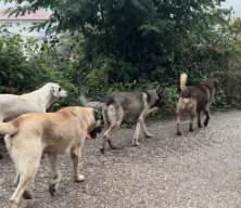 Aybastı'da başıboş k&ouml;pek artışı vatandaşları tedirgin ediyor