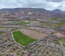 Darende'de kayısı ağa&ccedil;larının &ccedil;i&ccedil;ek a&ccedil;masıyla bah&ccedil;eler beyaza b&uuml;r&uuml;nd&uuml;