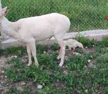 Elazığ&rsquo;da evinin bah&ccedil;esinde alageyiği g&ouml;ren ev sahibi şaşırdı