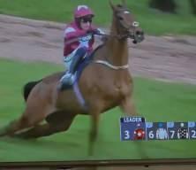 İngiltere'deki at yarışlarında feci son: Birinci olan şampiyon at uyutuldu