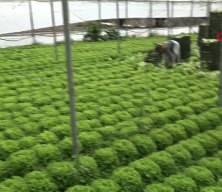 Kıvırcık bu sene y&uuml;zleri g&uuml;ld&uuml;rd&uuml;