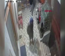 K&ouml;pek saldırısında parmağı koptu: O anlar kamerada