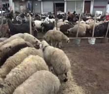 Kurbanlıklar ahırda 12 bin, pazarda 25 bin TL!