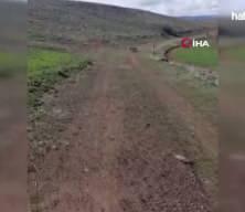 Malatya'da nefes kesen anlar: Vaşak ile k&ouml;peğin kavgasını vatandaşlar ayırdı