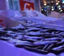 Sakarya'da sezonun son balıkları vatandaşla buluşuyor