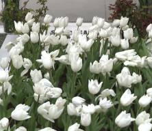 Sakıp Sabancı, vefatının 21. yıl d&ouml;n&uuml;m&uuml;nde mezarı başında anıldı