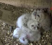 20 yıldır s&uuml;ren baykuşla &ccedil;ift&ccedil;inin dostluğu: Her bahar aynı ambara yuva yapıyorlar