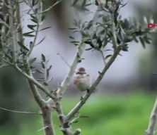 Hatay semalarında s&uuml;rpriz misafir: T&uuml;rkistan &ouml;r&uuml;mcekkuşu ilk kez g&ouml;r&uuml;nt&uuml;lendi