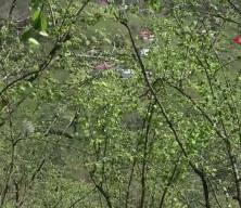 Fındıkta verim d&uuml;ş&uuml;kl&uuml;ğ&uuml; maliyeti artırıyor