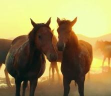 &Ccedil;ernobil faciasına rağmen 33 kromozonlu Przewalski atları hayatta kalmayı başardı