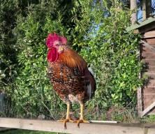 T&Uuml;İK a&ccedil;ıkladı: K&uuml;mes hayvancılığında &uuml;retim rekora koşuyor!