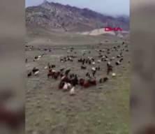 Yeni nesil &ccedil;oban: S&uuml;r&uuml;s&uuml;n&uuml; dronla 30 saniyede topladı