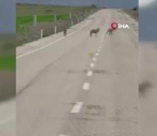 Erzincan'da dikkat &ccedil;eken manzara: Kurtlar yolda cirit attı 