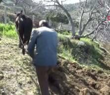 Aydın&rsquo;da k&ouml;yler yaşlanıyor: Tarım yaşlıların omzunda kaldı
