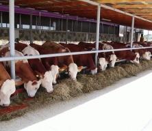 Diyanet işleri Başkanı vekalet yoluyla kurban kesim bedellerini a&ccedil;ıkladı