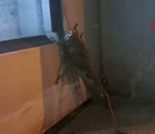 Diyarbakır'da dev et&ccedil;il &ccedil;ekirgenin boyutu şaşkınlık yarattı