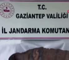  Gaziantep'te piton derisine İbranice altın yazmalı kitap ele ge&ccedil;irildi