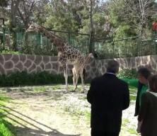 Gaziantep&rsquo;te tarihi doğum: T&uuml;rkiye&rsquo;nin ilk yavru z&uuml;rafası ziyaret&ccedil;ilerin karşısına &ccedil;ıktı