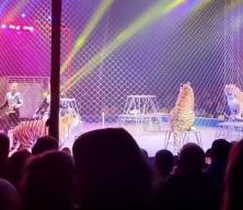 Rusya'da sirkte kaplan seyircilerin arasına daldı! Korku dolu anlar kamerada