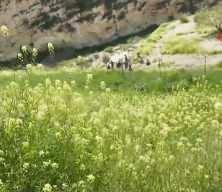  İki g&uuml;nd&uuml;r kayıp olan &ccedil;ocuk menfezde &ouml;l&uuml; bulundu