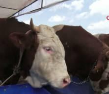 İzmir'de kurban pazarları kurulmaya başladı