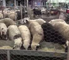 Kurban bayramı i&ccedil;in yeni d&uuml;zenleme: kesimler randevulu yapılacak