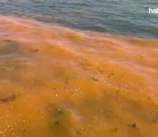 Tekirdağ'da planktonların &ccedil;oğalması sonucu denizin rengi yer yer değişti