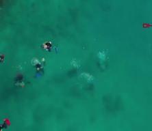 Temizlenen 'hayalet ağlar' ile 1,5 milyon deniz canlısı kurtarıldı