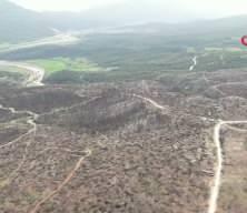 Yanan ormanlarda kuzug&ouml;beği bolluğu: kilosu 1000 TL&rsquo;ye kadar &ccedil;ıktı