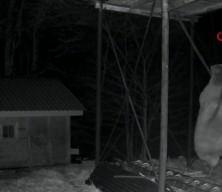 A&ccedil;lık başına vurdu! Ayının d&uuml;z demire tırmanmaya &ccedil;alıştığı anlar kamerada 