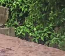 Adana'nın Kozan il&ccedil;esinde sağanak ve dolu etkili oldu