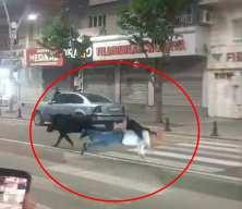 Batman'da şehir merkezine inen yaban domuzu &ouml;n&uuml;ne &ccedil;ıkan 3 kişiyi yaraladı