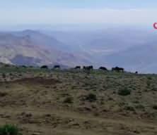 &Ccedil;eyrek altını solladı! Kilogram fiyatı 15 bin TL