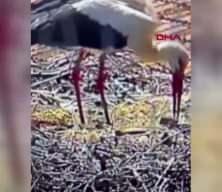G&ouml;&ccedil;ten 15'nci kez gelen Yaren leylek baba oldu