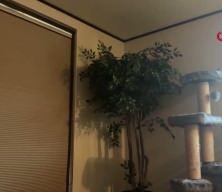 Japonya'da 6,2 b&uuml;y&uuml;kl&uuml;ğ&uuml;nde deprem meydana geldi