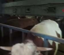 Kurban pazarında hareketlilik başladı