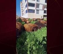 Ot bi&ccedil;meye koyunlu &ccedil;&ouml;z&uuml;m: Tırpan bekleniyordu koyun s&uuml;r&uuml;s&uuml; geldi!